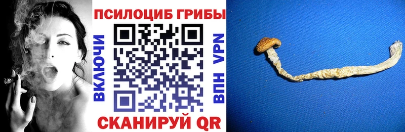 Купить закладки  Пошехонье  Галлюциногенные грибы Cubensis 